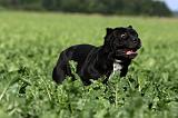 CANE CORSO 887